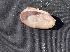 Barbatia domingensis