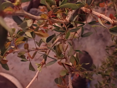 Magnoliopsida