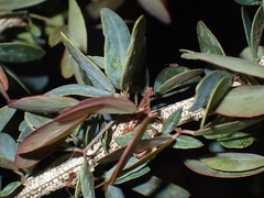 Magnoliopsida