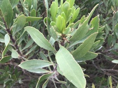 Myoporum insulare