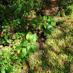 Urtica australis
