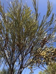 Hakea francisiana