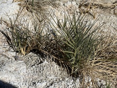 Distichlis spicata