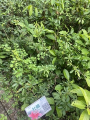 Rhododendron ponticum