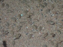 Micronecta