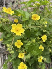 Drymocallis glabrata