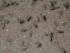 Micronecta