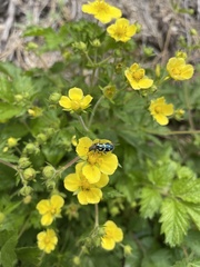 Drymocallis glabrata