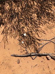 Podolepis capillaris