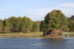 Anhinga novaehollandiae