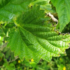 Vanessa gonerilla ida