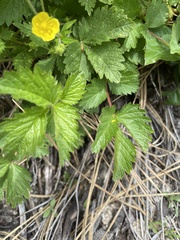 Drymocallis glabrata