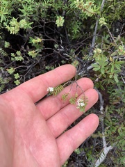 Pimelea orthia