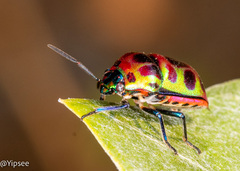 Chrysocoris stollii