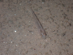 Actinopterygii