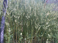 Acacia ptychoclada