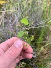 Hydrocotyle pterocarpa