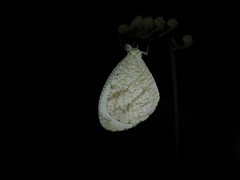 Leptosia nina niobe