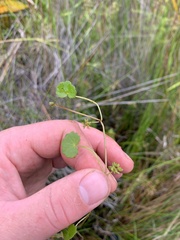 Hydrocotyle pterocarpa