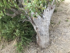 Eucalyptus gomphocephala