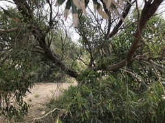 Eucalyptus gomphocephala