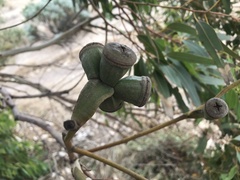 Eucalyptus gomphocephala