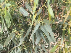 Eucalyptus gomphocephala