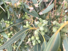 Eucalyptus gomphocephala