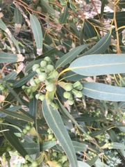 Eucalyptus gomphocephala