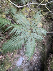 Pteris wallichiana