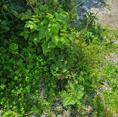 Urtica australis