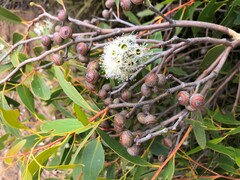 Eucalyptus arenacea