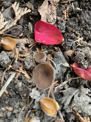 Ciborinia camelliae