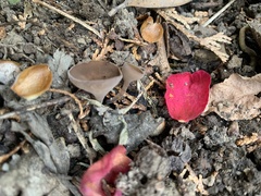 Ciborinia camelliae