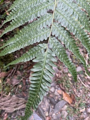 Pteris wallichiana