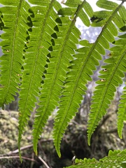 Pteris wallichiana