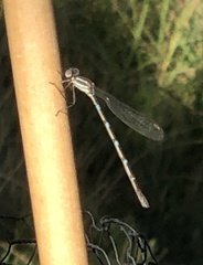 Austrolestes leda