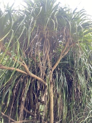 Pandanus tectorius
