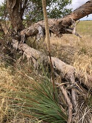 Xanthorrhoea caespitosa