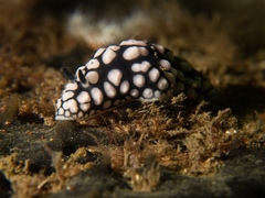 Phyllidiella pustulosa
