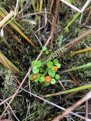 Nertera scapanioides