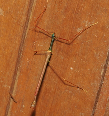 Marmessoidea