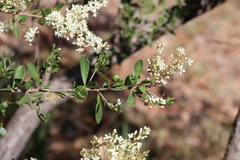 Bursaria spinosa spinosa
