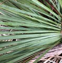 Xanthorrhoea caespitosa