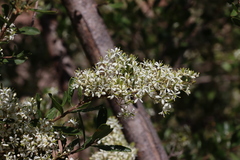 Bursaria spinosa spinosa