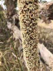 Xanthorrhoea caespitosa