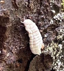 Coelostomidia zealandica