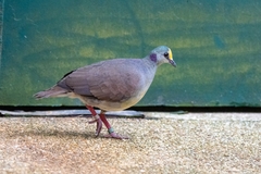 Gallicolumba tristigmata