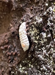 Coelostomidia zealandica