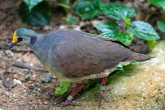 Gallicolumba tristigmata